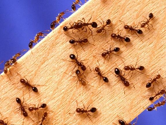 A Gold Coast City Council submission to a Senate Inquiry reveals the potential cost of fire ants to the tourism industry.