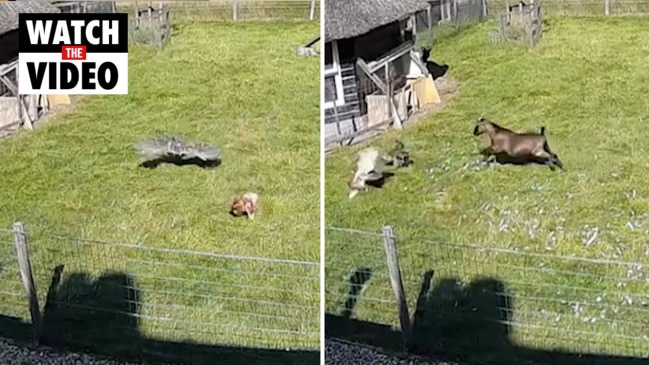 Farm animals rescue a chicken buddy from hawk