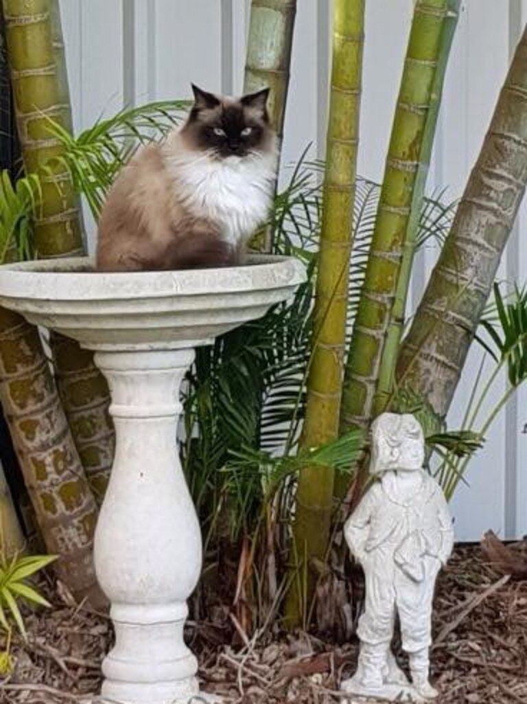 Gizmo thinks nothing is cooler than being in a bird bath!. Picture: Alica Wegner.