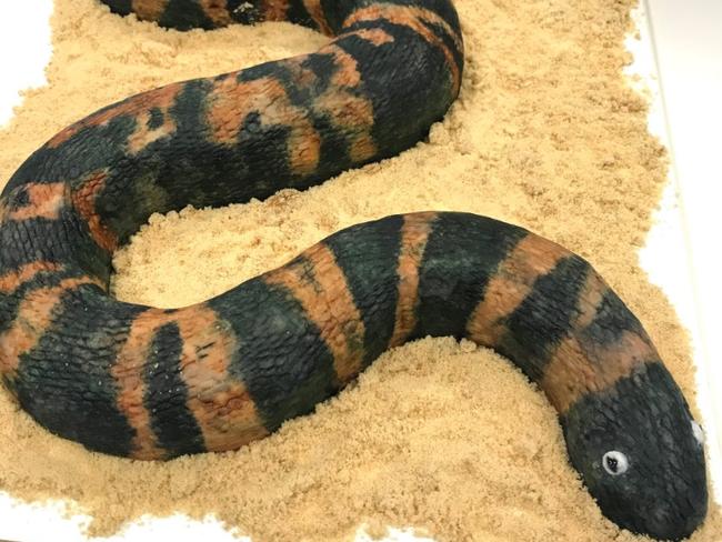 The salted caramel short-nosed sea snake is declining at rates of about 90 per cent. Picture: @WombatWrangler