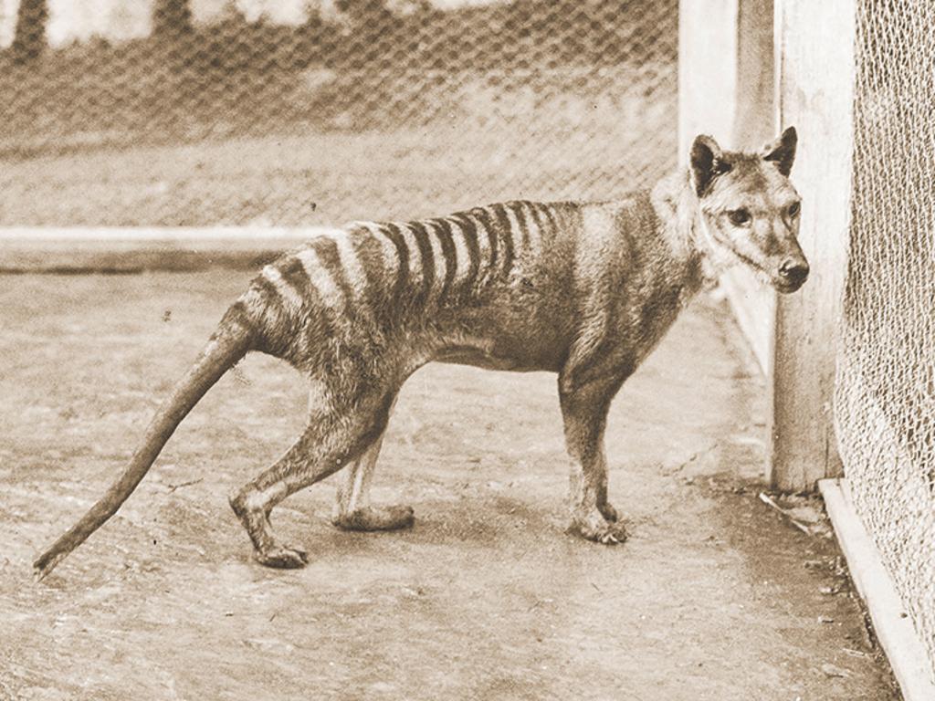 A new study reveals that the Tasmanian tiger might have survived