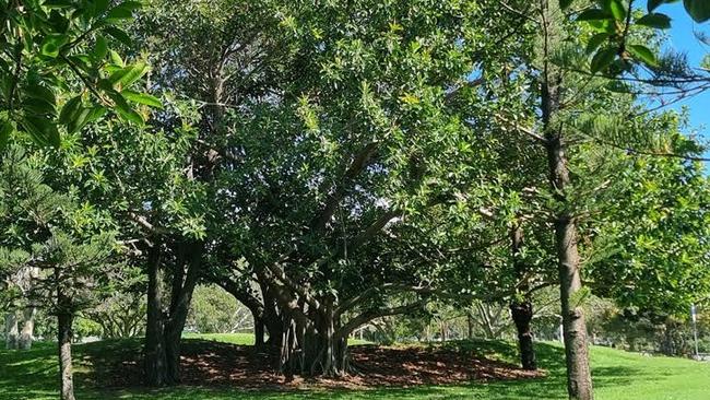 The heritage listed trees in Southport's Carey Park, site for the indoor arena.