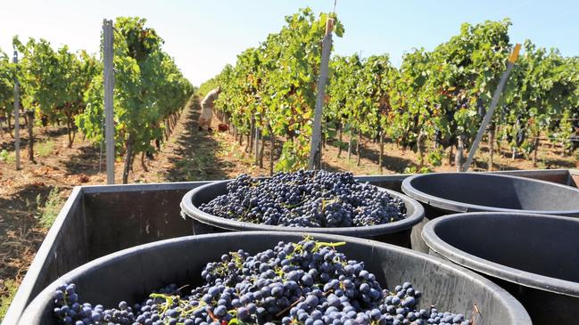 Pinot noir grapes being harvested in Burgundy.