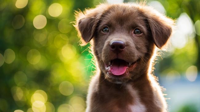 Puppies and young dogs are especially vulnerable to parvovirus.