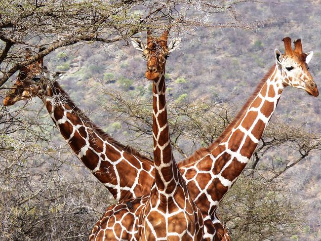 A Three Headed Giraffe ... a photographic illusion. Picture: Tony Murtagh/Comedy Wildlife Photographer Awards