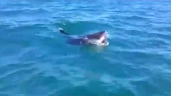 More sharks spotted off Adelaide’s metropolitan beaches despite overall ...