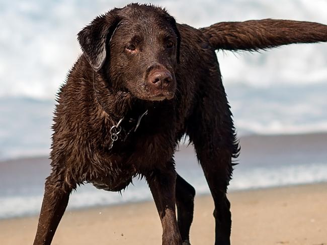 A chocolate labrador was found beaten with a fractured skull in a Sydney backyard.