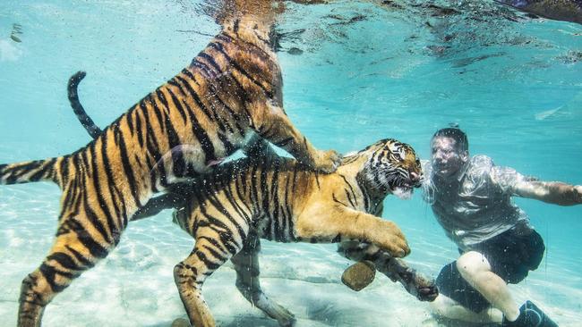 Tiger Island handlers will not be performing with the tigers within 12-18 months. Picture: NIGEL HALLETT