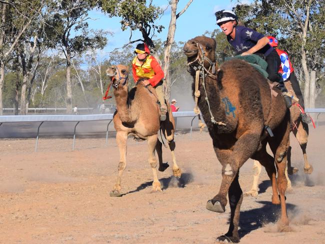 Record crowds expected for Tara Festival of Culture & Camel Races