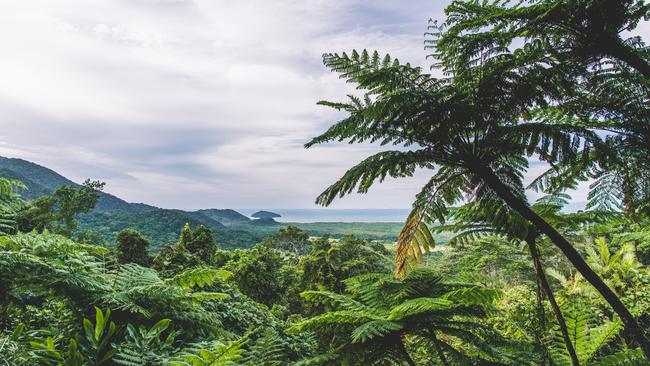 A picture from Mount Alexandra lookout in the Daintree Rainforest.