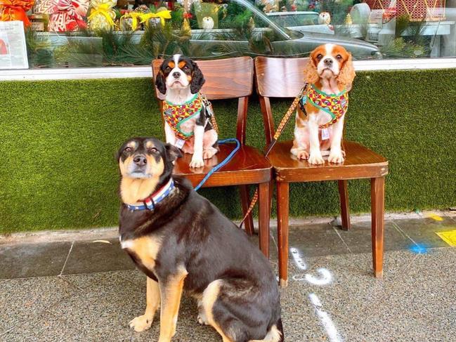 Dogs hanging out outside Flour Drum. Picture: Facebook