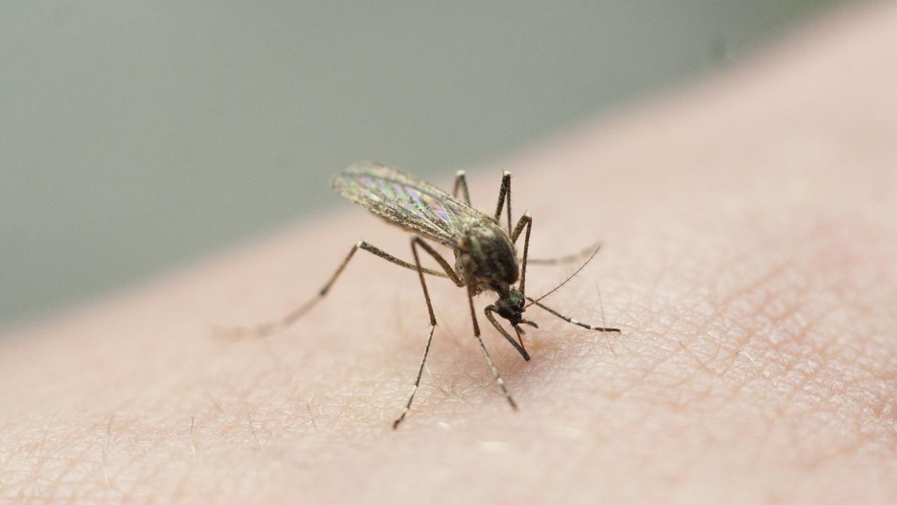 Mosquito surveillance programs in the North Burnett of Queensland have confirmed the presence of deadly Japanese encephalitis viruses in Monto.