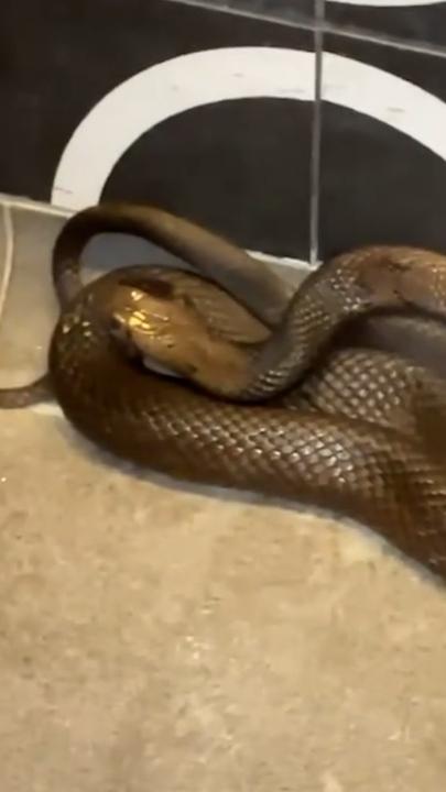 Sneaky snake found hiding in Perth DFO