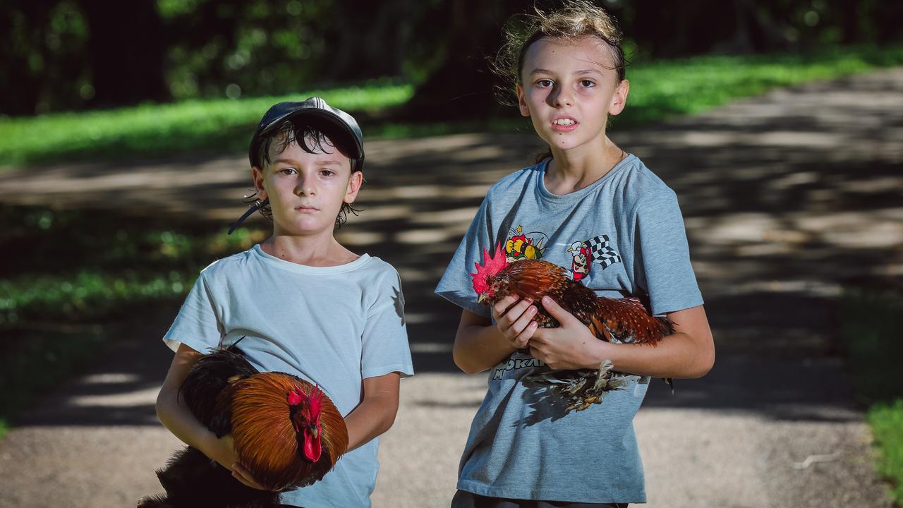 Tobeas and Sebastian Wotton with their prize roosters Jackson and Johnny, who are at risk under the proposed changes to City of Darwin by-laws. Picture: Glenn Campbell