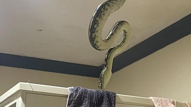 A Coastal Carpet Python decided to wish Byron Bay resident Brett David a happy Australia Day when it made its way through the ceiling exhaust fan into his shower. Picture: Brett David