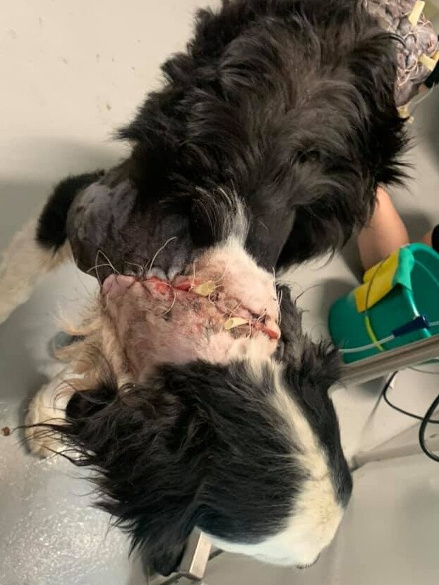 Vets stitched the back of Grizzly's neck and other parts of his body where skin had been ripped. Picture: Supplied