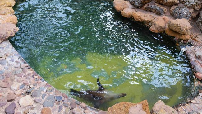 The sea lion enclosure at the Adelaide Zoo. Picture: Brenton Edwards