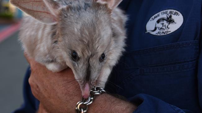 The loveable creatures’ children will be released in the national park. Photo: Steve Holland