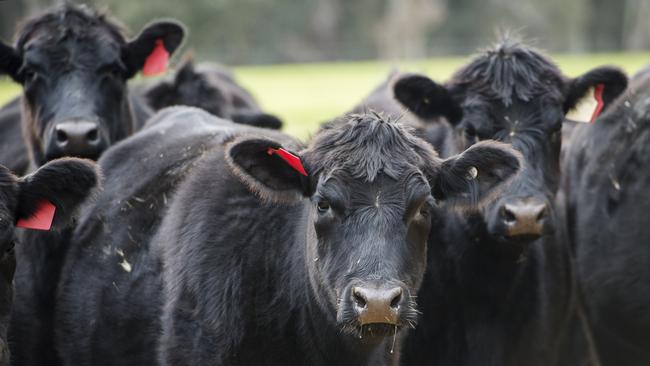 Veteran resident Jodi Wruck says the constant rate hikes have made it impossible for her burgeoning cattle farm to record any sort of profit margin at all. Pictured: Generic angus cattle. PICTURE: ZOE PHILLIPS