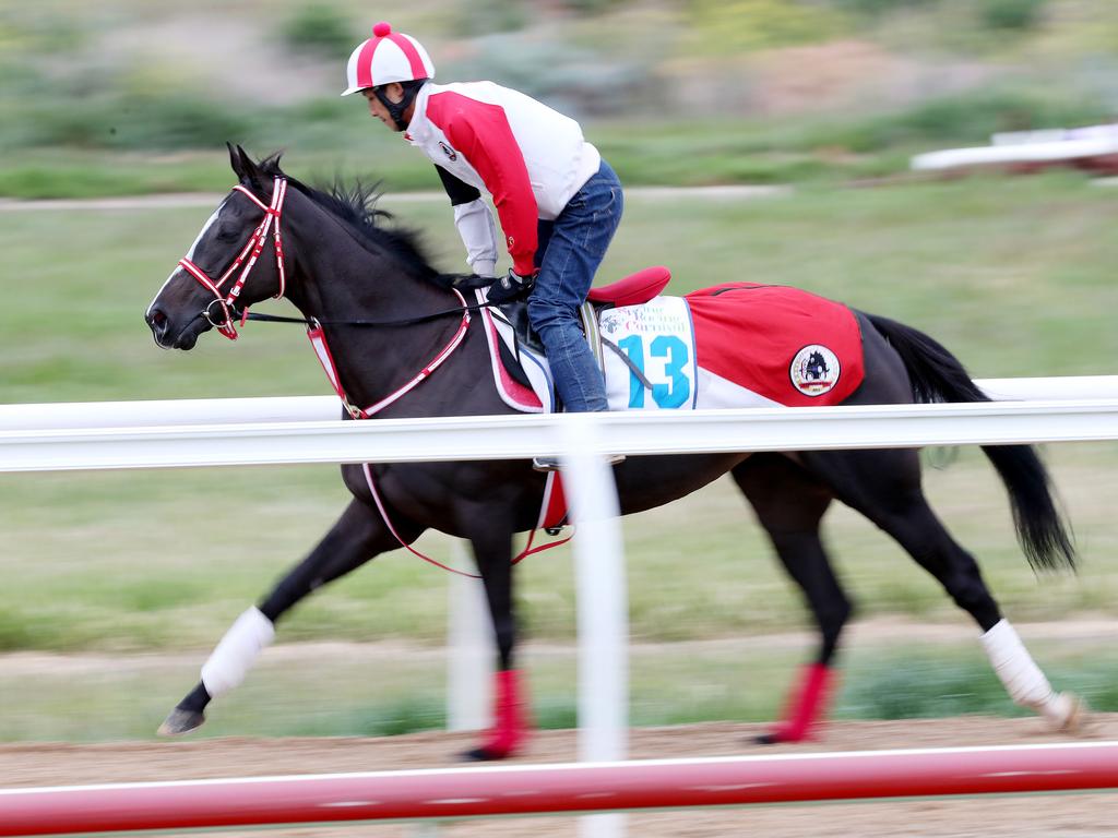 Cox Plate favourite Lys Gracieux working very lightly at Werribee. Picture: Micheal Klein