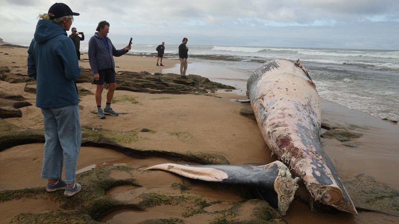 Dead whale’s tail allegedly stolen at Thirteenth Beach