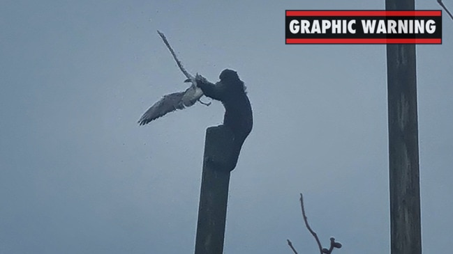 ‘King Kong’ monkey batters seagull to death