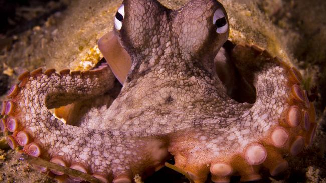 An octopus in Cabbage Tree Bay. Picture: Instagram @petemcgeephotography.