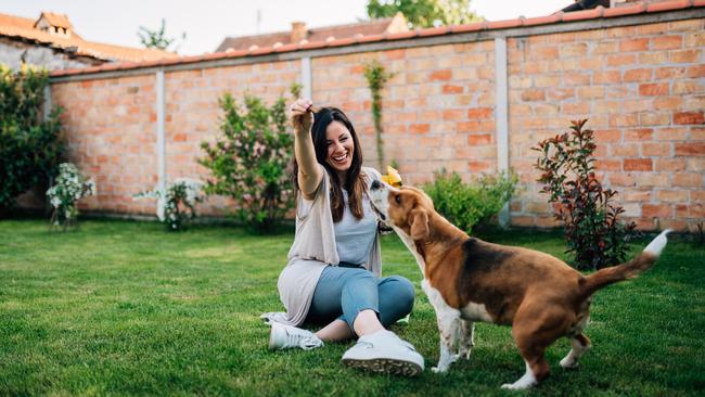 Playful and curious dogs need a safe garden to frolic in.