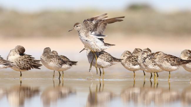 Thousands of migratory birds at the Adelaide International Bird Sanctuary, including sharp-tailed sandpipers, are preparing to return to the northern hemisphere. Picture: Chris Purnell