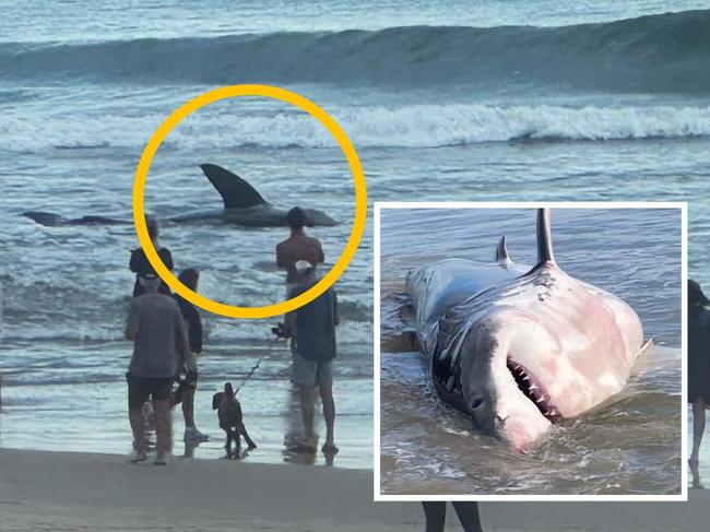 Sad reason giant shark beached itself