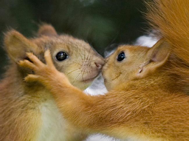 DO NOT PUBLISH BEFORE MIDNIGHT MIDNIGHT FRIDAY THE 13TH OF FEBRUARY FOR SATURDAYS GROUP RIGHTS ALL PLATFORMS MUST CREDIT GETTY UNSPECIFIED - UNDATED: Kissing baby red squirrels. From kissing puffins to embracing squirrels these intimate pictures show that love transcends all species. With Valentines Day upon us these images of star crossed animals would melt any heart. While lovers, couples and admirers clamour for the flowers and chocolates this weekend, these amorous animals too are showing affection for each other. Taken at a variety of different times and with a number of different animals, these photos just go to show that love is in the air for everyone, man or beast. (Photo by FotoLibra / Barcroft Media / Getty Images) VALENTINE'S DAY ANIMAL FEATURE