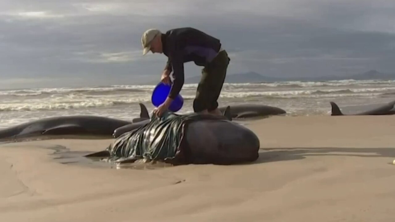 More than 30 whales rescued at Hell’s Gates | Sky News Australia