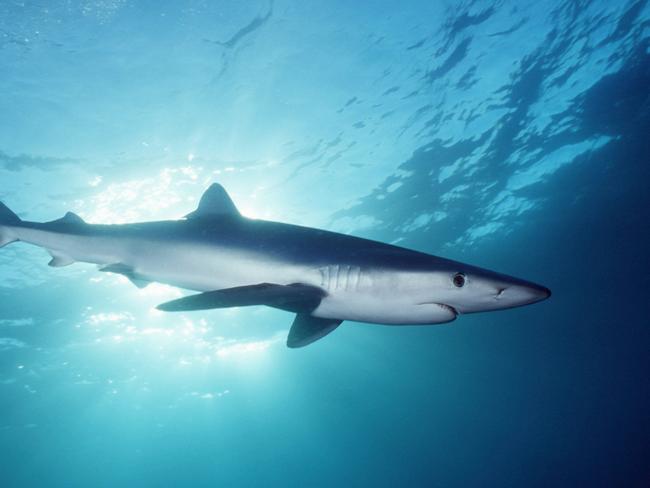 It’s possible the shark is a ‘blue shark’ (pictured above).