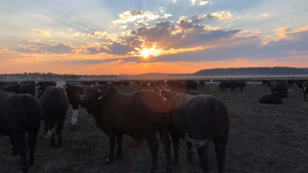 Cattle at sunset. (Photo: Tonya Sanderson)