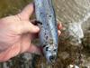 ‘Hundreds’ of fish killed as algae disaster hits the Coorong