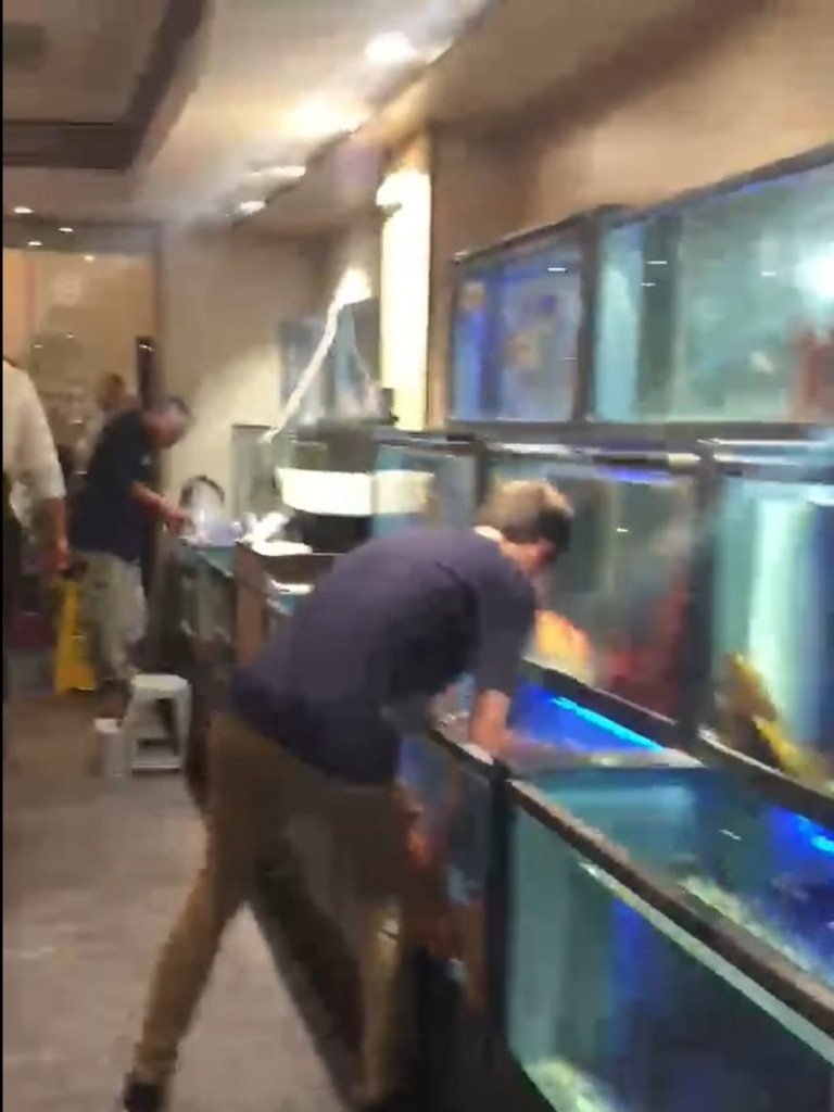 Video has surfaced of a man stealing two lobsters from what appears to be the former Golden Century restaurant in Sydney's China Town. Picture: Facebook