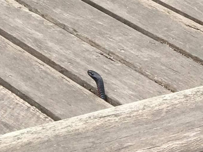 The Langwarrin bridge snake pops out to check the lay of the land. Picture: supplied