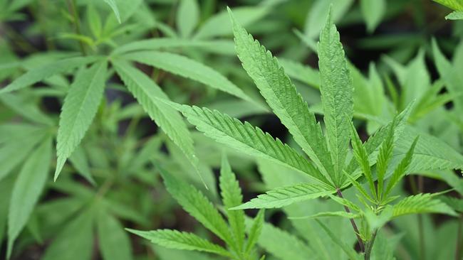 A large cannabis crop was discovered by firefighters after they were called to a factory blaze in Nunawading.