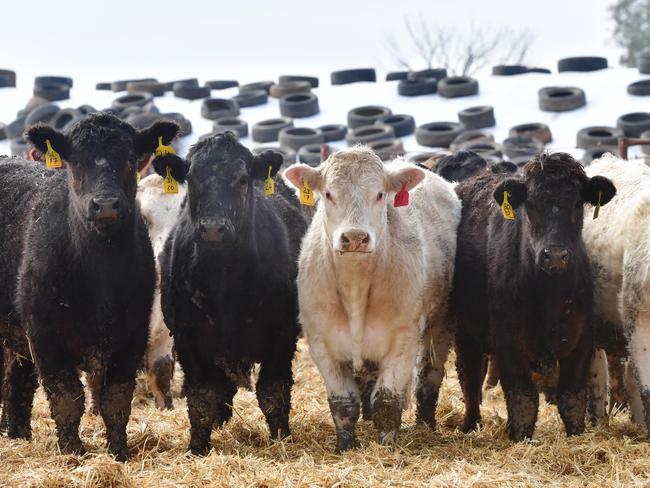 CROPS: Cropping and beef farmer Jason PalmerCropping and beef farmer Jason PalmerPICTURED: Feedlot. Beef cattle. Generic feedlot. Factory farming. PICTURE: ZOE PHILLIPS