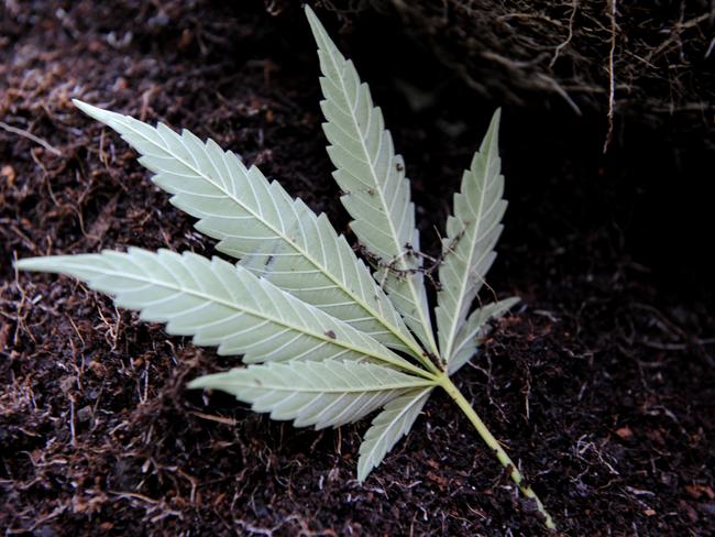 Drug addict grows weed to not ‘associate’ with criminals