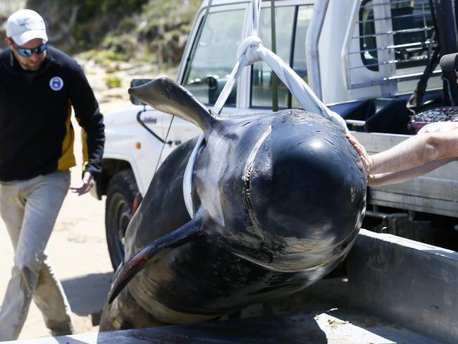 The stranded pilot whale that was seen at Kingston Beach has washed up dead on Fort Beach, South Arm. DPITWE officers are pictured removing the animal from the beach and it is understood it will have a post mortem in the department's Taroona offices. Picture: MATT THOMPSON