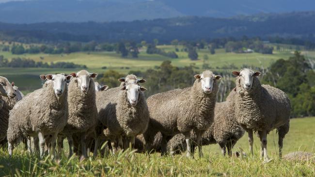 Exports to China are now about seven times larger than they were 20 years ago. And there are still big opportunities for wool, sheep meat, beef, wine and seafood. Picture: Zoe Phillips