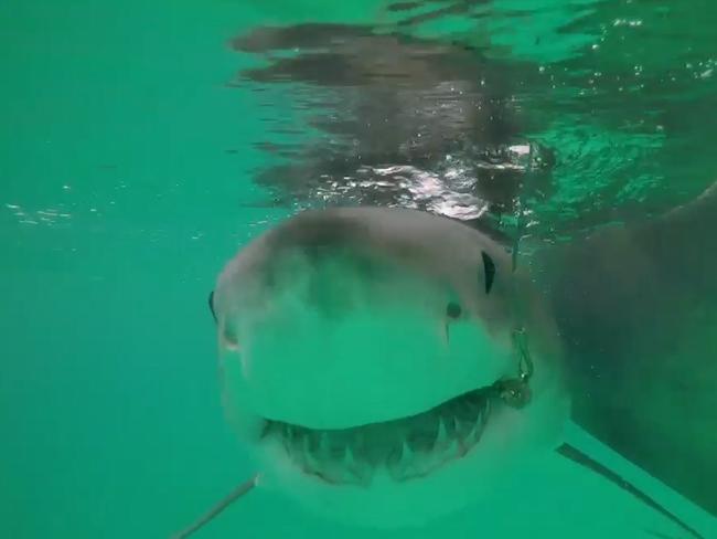 SUNDAY TELEGRAPH SPECIAL.MUST NOT BE PUBLISHED WITHOUT TALKING TO JEFF DARMANIN ST PIC ED.  A Great White Shark is Tagged and released off a drum line in the NSW town of  Coffs Harbour as part of the trial.