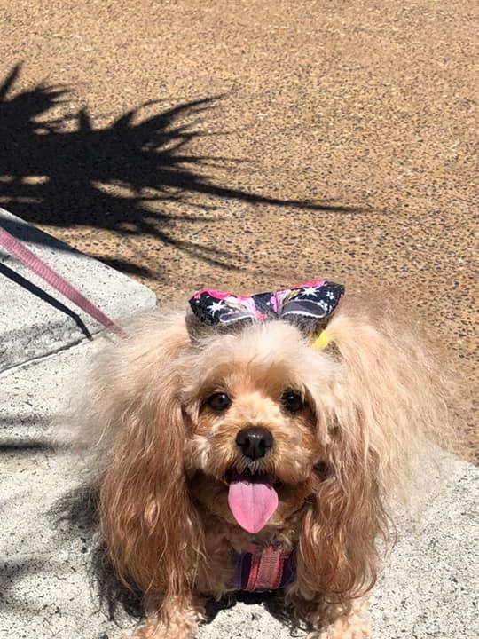 My name is Ruby Iâ€™m 5 a cavoodle who has the longest pony tails or sometimes braids you will ever see I love everyday as I go play on the beach and of course I am a surfers girl.