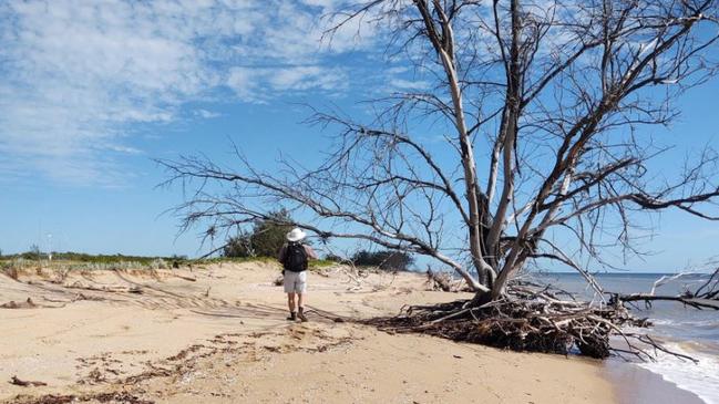 A casuarina tree is losing the battle against the sea at Cape Bowling Green south of Townsville.