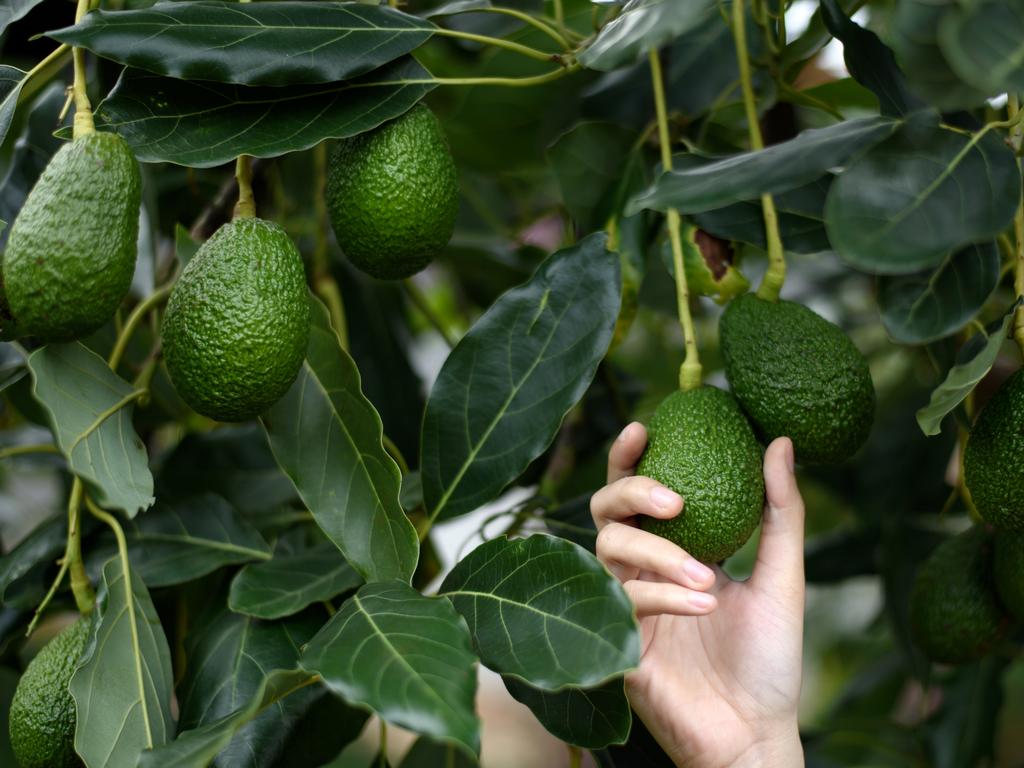 Productive backyards mean greater sustainability.