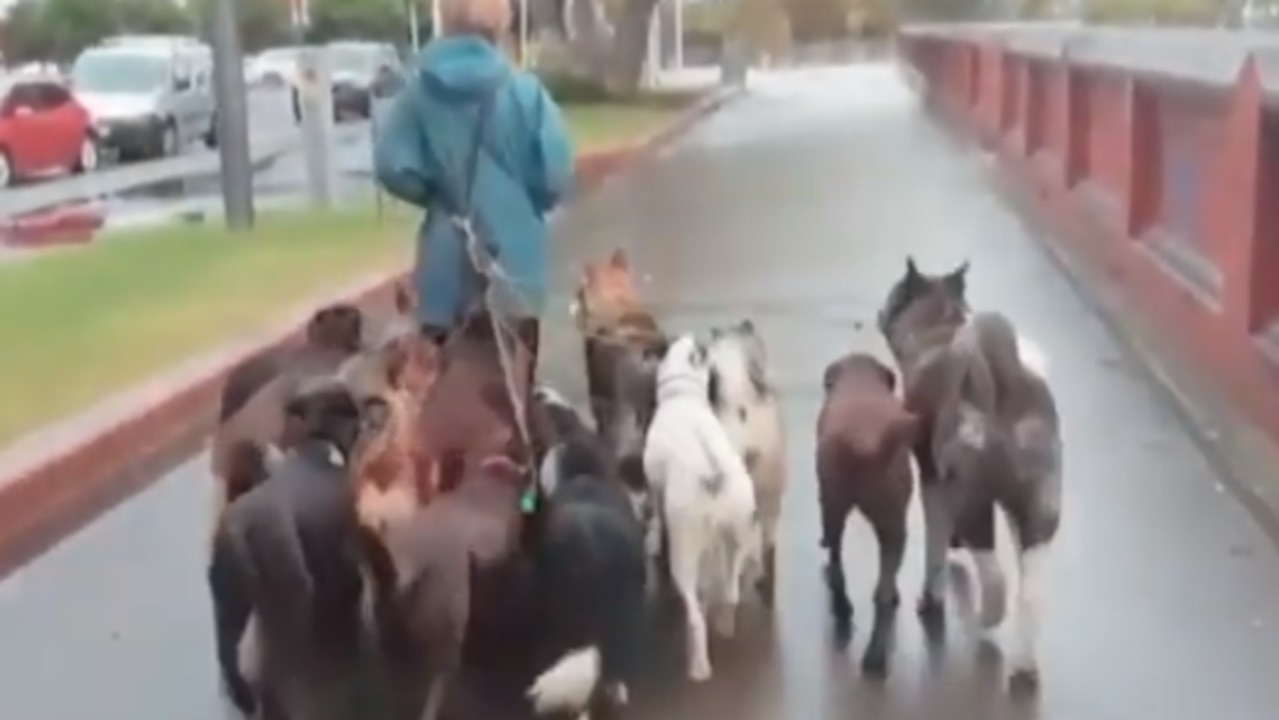 Woman Walks 'Wolf Pack' in Wellington