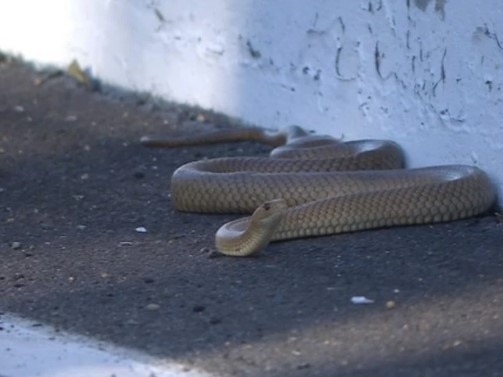 There’s plenty of curveballs at Bathurst, including this brown snake which caused a yellow flag earlier this week. Picture: Fox Sports.