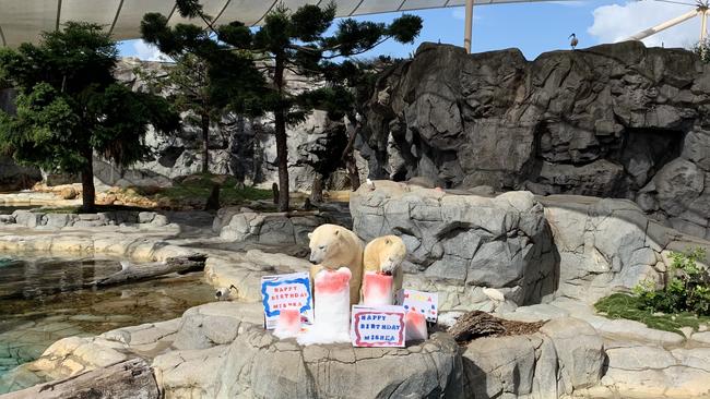 Mishka the polar bear celebrates second birthday with mum Liya at Sea World on the Gold Coast.