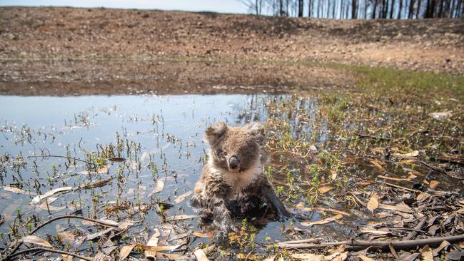 An orphaned koala joey, which was stuck in a dam, was rescued by <i>The Advertiser </i>and taken to Kangaroo Island Wildlife Park. Picture: Brad Fleet